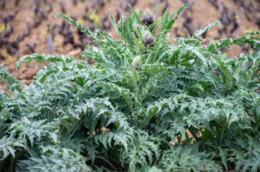 Bahçede yetişen enginar, yeşil ve mor çiçekli başlıklar hasat için hazır.