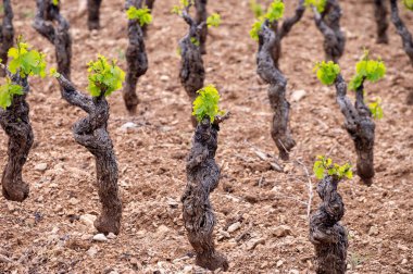 Old grape trunks on vineyards of Cotes de Provence in spring, Bandol wine region near Le Castellet village, wine making in South of France