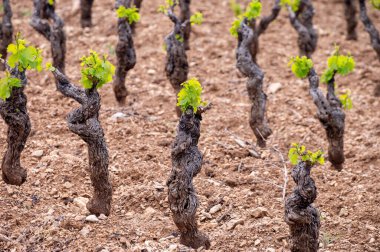 Old grape trunks on vineyards of Cotes de Provence in spring, Bandol wine region near Le Castellet village, wine making in South of France clipart