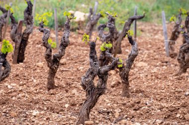 Baharda Cotes de Provence üzüm bağlarında eski üzüm gövdeleri Le Castellet köyü yakınlarında Bandol şarap bölgesi, Fransa 'nın güneyinde şarap üretimi
