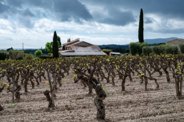 Baharda Cotes de Provence üzüm bağlarında eski üzüm gövdeleri Le Castellet köyü yakınlarında Bandol şarap bölgesi, Fransa 'nın güneyinde şarap üretimi