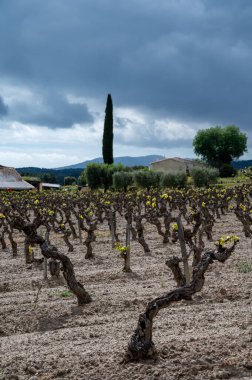Baharda Cotes de Provence üzüm bağlarında eski üzüm gövdeleri Le Castellet köyü yakınlarında Bandol şarap bölgesi, Fransa 'nın güneyinde şarap üretimi