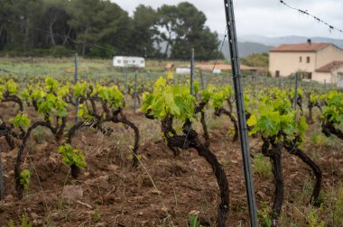 Baharda Cotes de Provence 'ın yeşil üzüm bağlarında üzüm sandıkları Le Castellet köyü yakınlarında Bandol şarap bölgesi, Fransa' nın güneyinde şarap üretimi