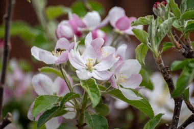 Meyve bahçesindeki elma ağacı çiçeği, doğa arka planı.
