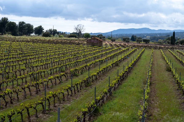 Grape Trunks Green Vineyards Cotes Provence Spring Bandol Wine Region — Foto Stock