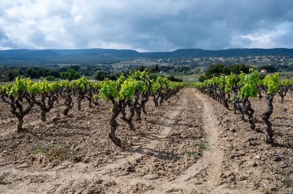 Grape Trunks Green Vineyards Cotes Provence Spring Bandol Wine Region — Stock fotografie