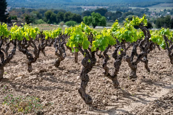 Grape Trunks Green Vineyards Cotes Provence Spring Bandol Wine Region —  Fotos de Stock