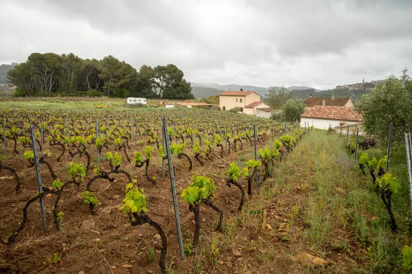Grape Trunks Green Vineyards Cotes Provence Spring Bandol Wine Region — Foto de Stock
