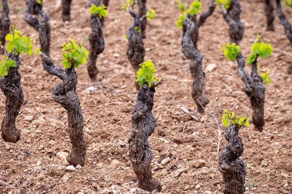 Old Grape Trunks Vineyards Cotes Provence Spring Bandol Wine Region —  Fotos de Stock