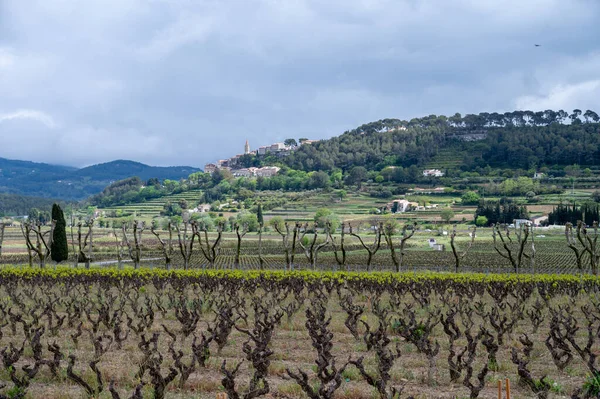 Viejos Troncos Uva Viñedos Cotes Provence Primavera Región Vinícola Bandol —  Fotos de Stock