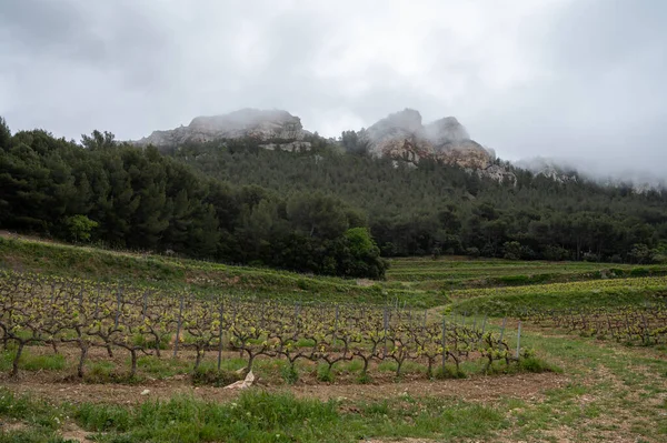 Vinodlingar Cotes Provence Våren Nära Cassis Vinframställning Södra Frankrike — Stockfoto