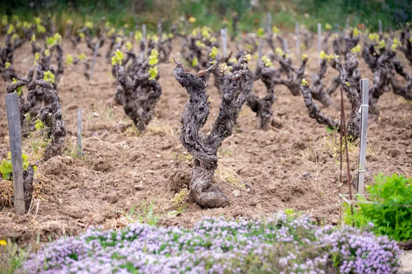 Vineyards Cotes Provence Spring Bandol Wine Region Castellet Village Wine — ストック写真