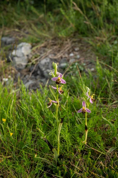 Vårblommor Färgglada Vilda Orkidéer Ängar Nära Byn Bakio Baskien Spanien — Stockfoto