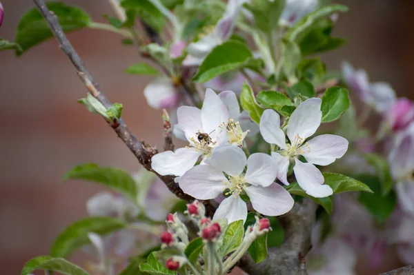 果樹園のリンゴの木の花 自然背景 — ストック写真