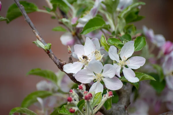 Blossom Apple Tree Fruit Orchard Nature Background — ストック写真