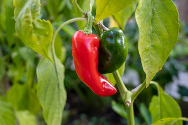 Sebze eko bahçesi, bitkinin üzerinde olgunlaşan kırmızı dolma biber.