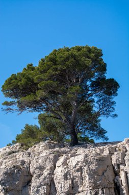 Calanques Ulusal Parkı, Provence, Fransa 'da Akdeniz çam ağaçları beyaz kireçtaşı kayalar ve uçurumlar üzerinde büyüyor