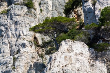 Calanques Ulusal Parkı, Provence, Fransa 'da Akdeniz çam ağaçları beyaz kireçtaşı kayalar ve uçurumlar üzerinde büyüyor