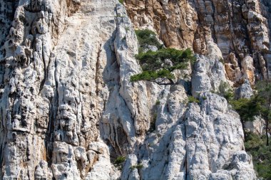 Calanques Ulusal Parkı, Provence, Fransa 'da Akdeniz çam ağaçları beyaz kireçtaşı kayalar ve uçurumlar üzerinde büyüyor