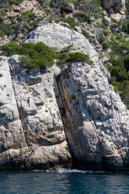 Mediterranean pine trees growing on white limestone rocks and cliffs in Calanques national park, Provence, France
