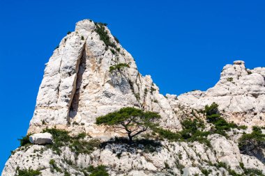 Calanques Ulusal Parkı, Provence, Fransa 'da Akdeniz çam ağaçları beyaz kireçtaşı kayalar ve uçurumlar üzerinde büyüyor