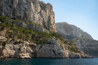 Mediterranean pine trees growing on white limestone rocks and cliffs in Calanques national park, Provence, France