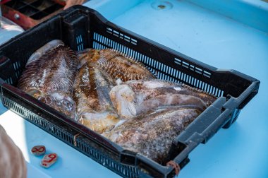 Günün avı, Cassis, Provence, Fransa 'daki küçük eski limandaki balıkçı pazarında günlük taze balık satışı.