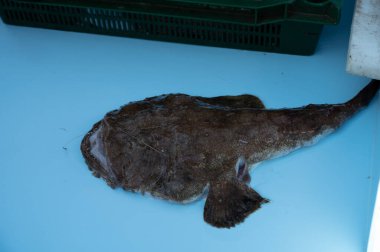 Günün avı, Cassis, Provence, Fransa 'daki küçük eski limandaki balıkçı pazarında günlük taze balık satışı.