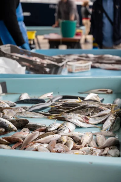 Catch Day Sale Daily Fish Market Old Port Marseille Provence — Fotografia de Stock
