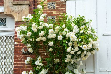 Fransa 'nın küçük bir köyü olan Gerberoy' un dar sokaklarında kokulu güllerin yaz çiçekleri.