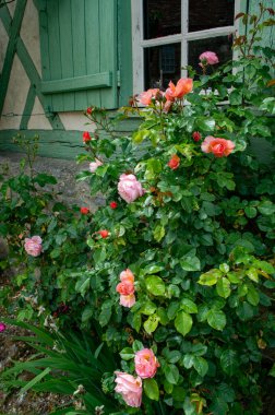 Fransa 'nın küçük bir köyü olan Gerberoy' un dar sokaklarında kokulu güllerin yaz çiçekleri.
