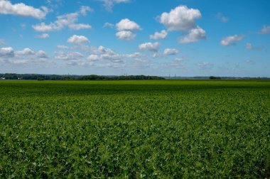 Pays de Caux 'da tarım, yazın yeşil bezelye bitkileriyle tarlalar, Normandiya, Fransa