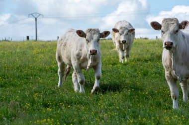 Fransa, Normandiya 'da yeşil otlakta dinlenen inek sürüsü, süt, peynir ve et üretimi