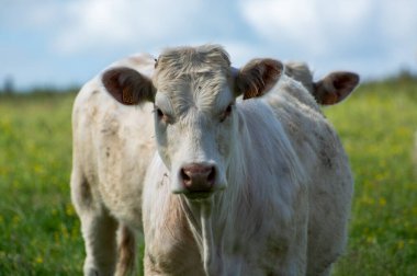 Fransa, Normandiya 'da yeşil otlakta dinlenen inek sürüsü, süt, peynir ve et üretimi