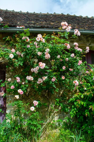 Flor Verano Flores Fragantes Rosas Colores Las Calles Estrechas Pequeña — Foto de Stock