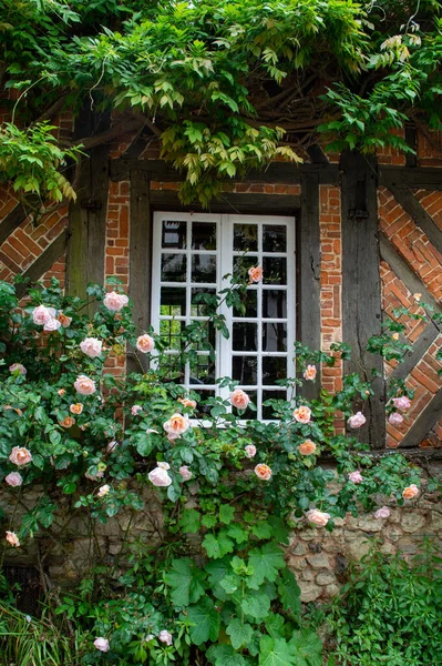 Floraison Estivale Roses Parfumées Colorées Dans Les Rues Étroites Petit — Photo