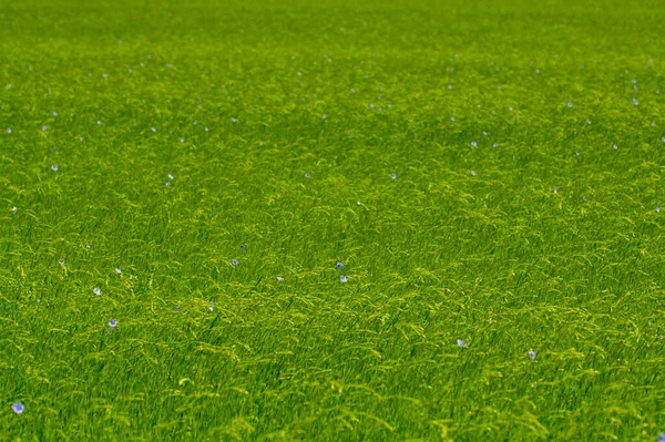 Green Fields Flax Linen Plants Agricultural Pays Caux Region Normandy — Stock Photo, Image