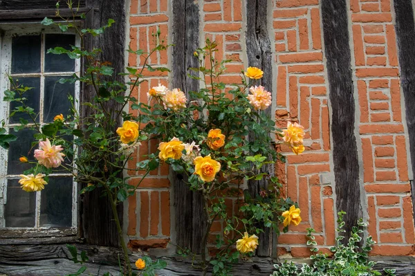 Floraison Estivale Roses Parfumées Colorées Dans Les Rues Étroites Petit — Photo