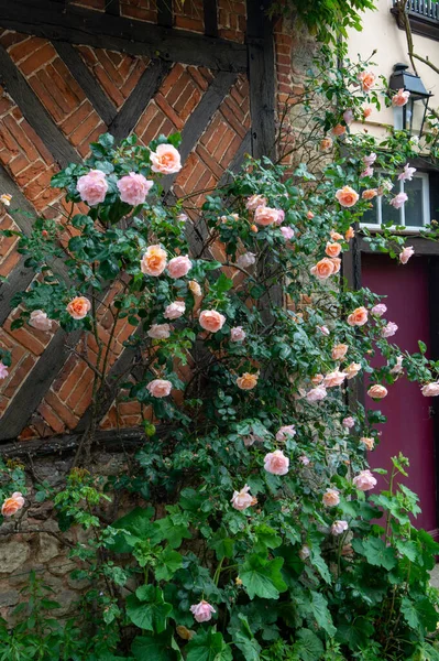 Flor Verano Flores Fragantes Rosas Colores Las Calles Estrechas Pequeña — Foto de Stock