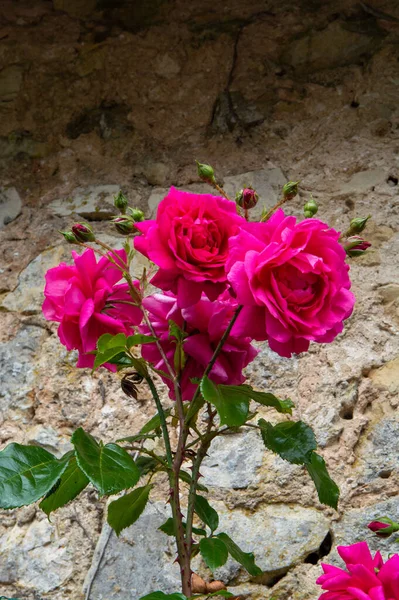 Zomer Bloesem Van Geurige Kleurrijke Rozen Bloemen Smalle Straatjes Van — Stockfoto