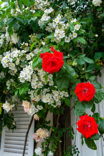 Zomer Bloesem Van Geurige Kleurrijke Rozen Bloemen Smalle Straatjes Van — Stockfoto