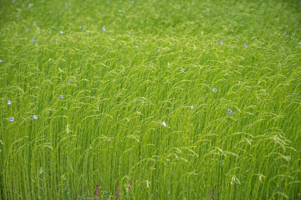 Green Fields Flax Linen Plants Agricultural Pays Caux Region Normandy — Stock Photo, Image