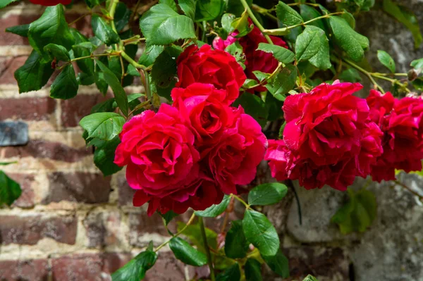 Sommar Blomma Doftande Färgglada Rosor Blommor Smala Gator Liten Gerberoy — Stockfoto