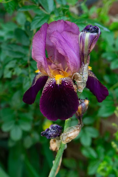 Fioritura Estiva Profumati Fiori Colorati Iris Strade Strette Del Piccolo — Foto Stock