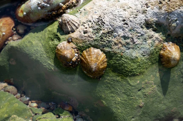 Edible Sea Water Molluscs Patella Caerulea Species Limpet Family Patellidae — стокове фото