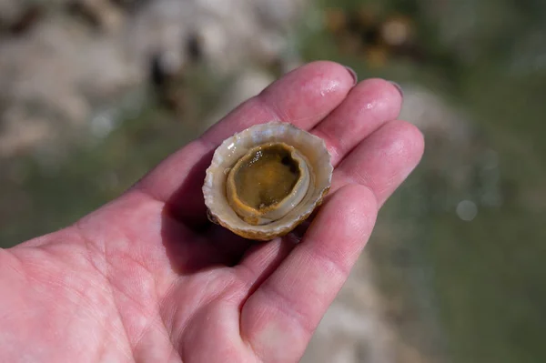 Ehető Tengeri Puhatestűek Patella Caerulea Patellidae Családba Tartozó Csigafajok Apálykor — Stock Fotó