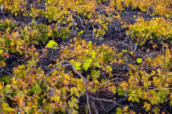 Colorful Vineyards Winter Located Mountain Slope Black Volcanic Lava Soil — Fotografia de Stock