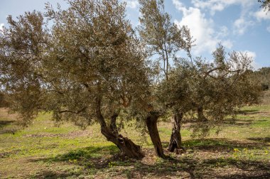 Bahar mevsiminde tepelerde zeytin ağaçları, sarı yabani çiçekler, Endülüs, İspanya