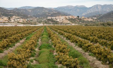 Kosta Tropikal, Endülüs, İspanya 'daki çiftliklerde bulunan yemyeşil avokado ağaçlarının hava manzarası. İspanya 'da avokado meyvelerinin yetiştirilmesi.