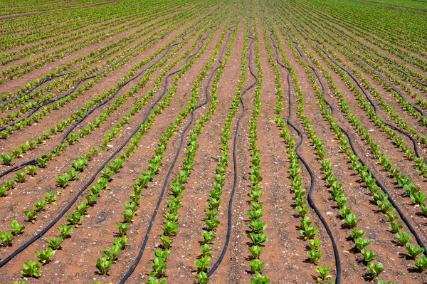 Farm fields with fertile soils and rows of growing  green lettuce salad in Andalusia, Spain in April